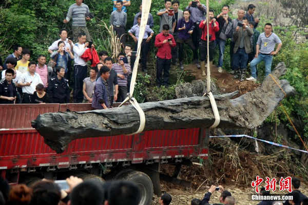 千年烏木重見(jiàn)天日-樹(shù)齡在4000年以上5