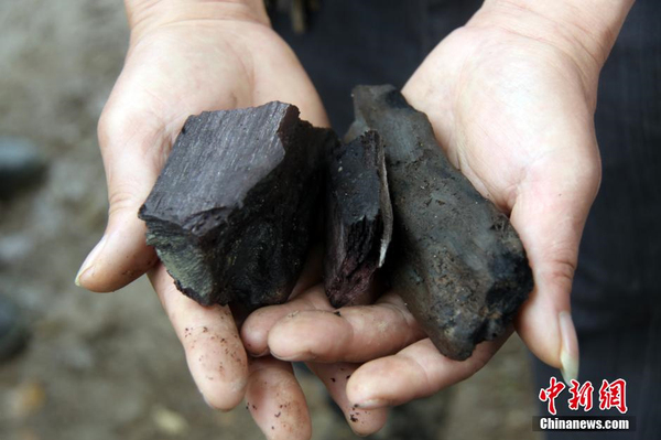 千年烏木重見(jiàn)天日-樹(shù)齡在4000年以上3