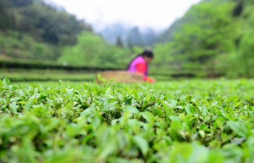 　　4月27日，柳溪村的村民在村內(nèi)的茶園采茶。