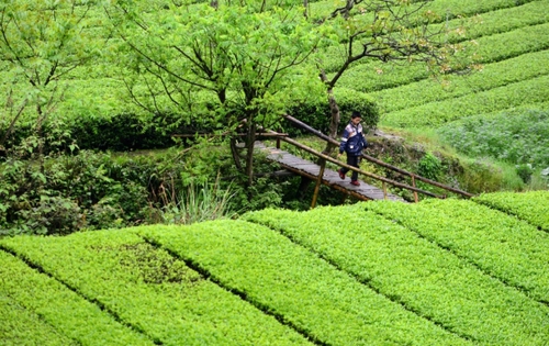 　　4月27日，一名男孩走在麻柳溪村的木橋上。