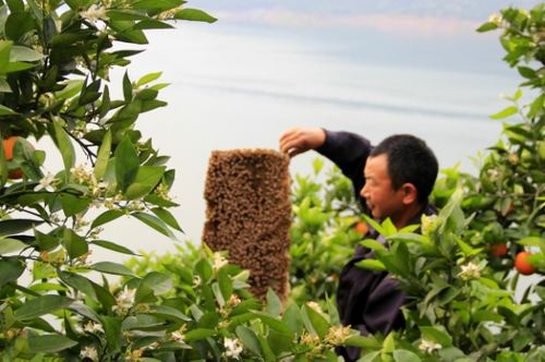 4月29日，三峽庫區(qū)湖北秭歸縣泄灘鄉(xiāng)陳家灣村五組村民陳宗紅在柑橘園里放養(yǎng)蜜蜂。