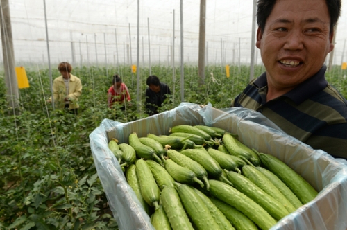 5月13日，在河北花香畦生態(tài)農(nóng)業(yè)科技有限公司有機(jī)蔬菜農(nóng)場雙膜溫室大棚內(nèi)，工作人員在采摘有機(jī)黃瓜。