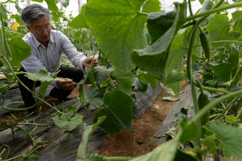 5月13日，在河北花香畦生態(tài)農(nóng)業(yè)科技有限公司有機(jī)蔬菜農(nóng)場雙膜溫室大棚內(nèi)，河北省農(nóng)協(xié)有機(jī)專業(yè)委員會專家在檢查有機(jī)黃瓜長勢。