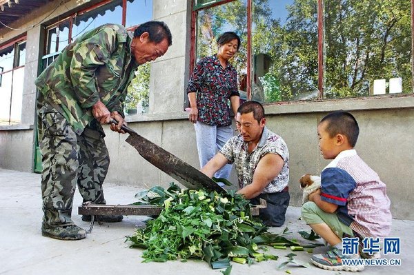 　7月14日，王曉兵（右二）和父親一起給羊鍘草。