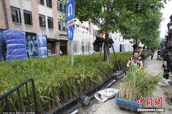 2014年9月14日，地處上海外灘源的圓明園路被布置成了一片“水稻田”，長2、3百米、寬7、8米“水稻田”基本覆蓋了整條馬路。