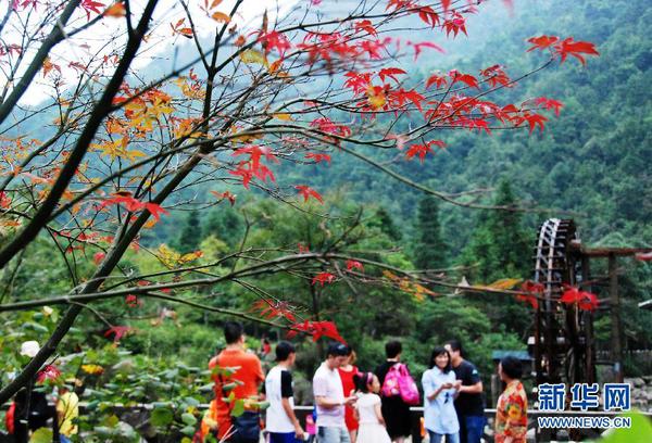 廣西賀州姑婆山楓葉泛紅，吸引眾多游客前來游覽（10月1日攝）。