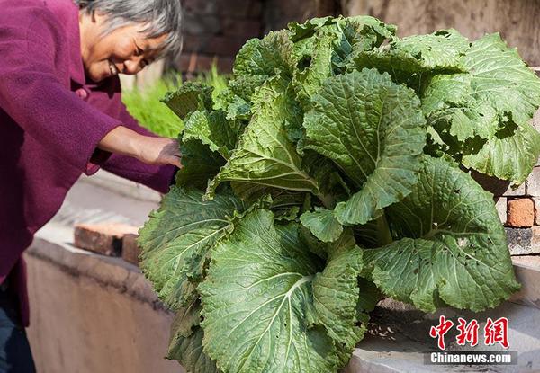 巨無霸白菜2