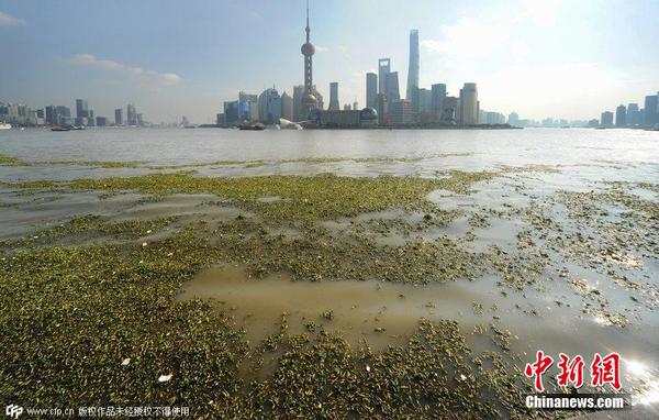 2014年11月19日，上海黃浦江退潮，外灘景觀水域近蘇州河段被大量水葫蘆幾乎占據(jù)，有的甚至沖進了防汛墻邊的攔截網(wǎng)。