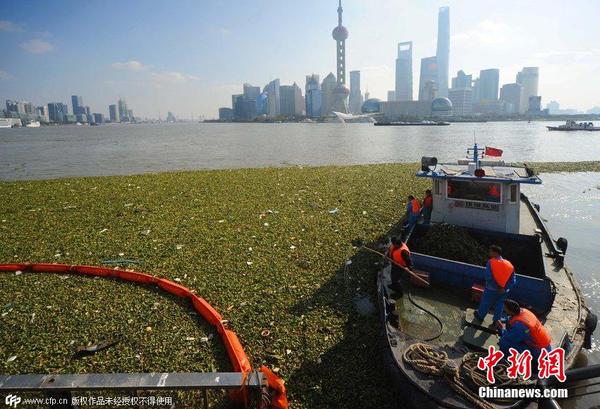 2014年11月19日，上海黃浦江退潮，外灘景觀水域近蘇州河段被大量水葫蘆幾乎占據(jù)2