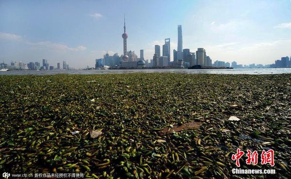 2014年11月19日，上海黃浦江退潮，外灘景觀水域近蘇州河段被大量水葫蘆幾乎占據(jù)