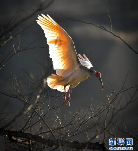 60余只野化朱鹮在我國(guó)北方越冬4