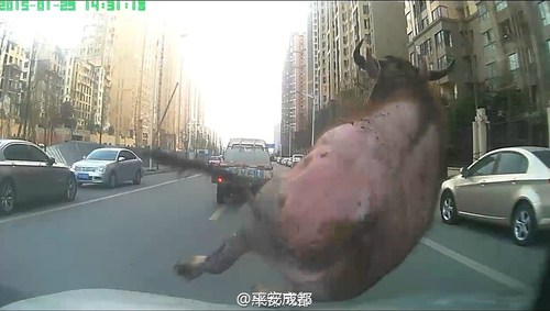 圖為民警開車撞擊這頭水牛。