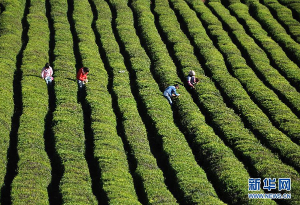 全國各產茶區(qū)迎來“明前茶”采摘高峰10