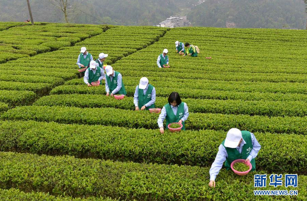 全國各產茶區(qū)迎來“明前茶”采摘高峰9