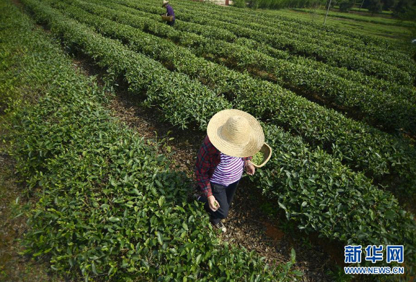 全國各產茶區(qū)迎來“明前茶”采摘高峰8