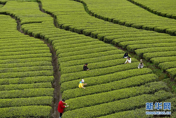 全國各產茶區(qū)迎來“明前茶”采摘高峰7