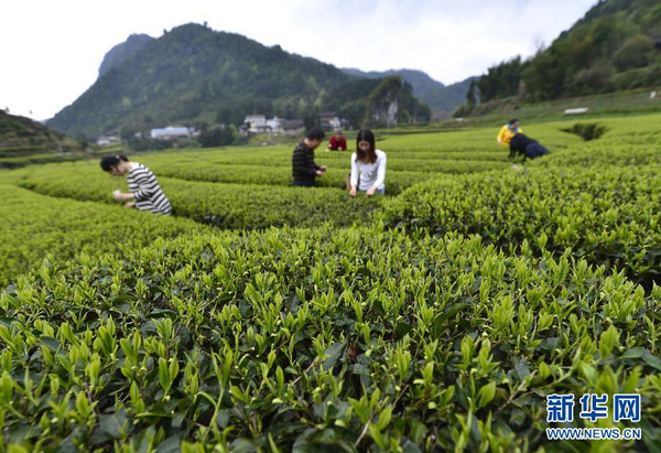 全國各產茶區(qū)迎來“明前茶”采摘高峰6