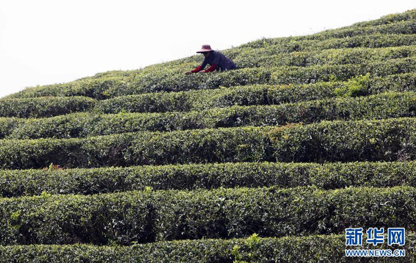 全國各產茶區(qū)迎來“明前茶”采摘高峰5