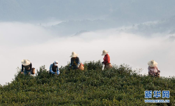 全國各產茶區(qū)迎來“明前茶”采摘高峰4