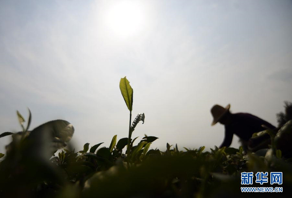 全國各產茶區(qū)迎來“明前茶”采摘高峰3