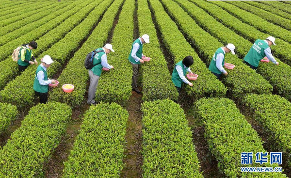 全國各產茶區(qū)迎來“明前茶”采摘高峰2