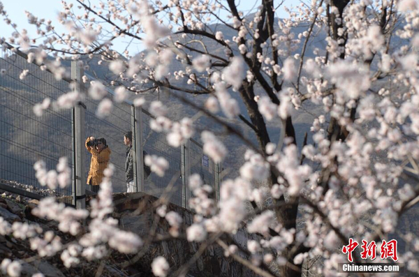 和諧號(hào)列車穿越居庸關(guān)花海 被贊開(kāi)往春天的列車9