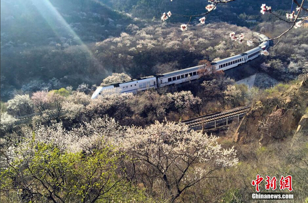 和諧號(hào)列車穿越居庸關(guān)花海 被贊開(kāi)往春天的列車6