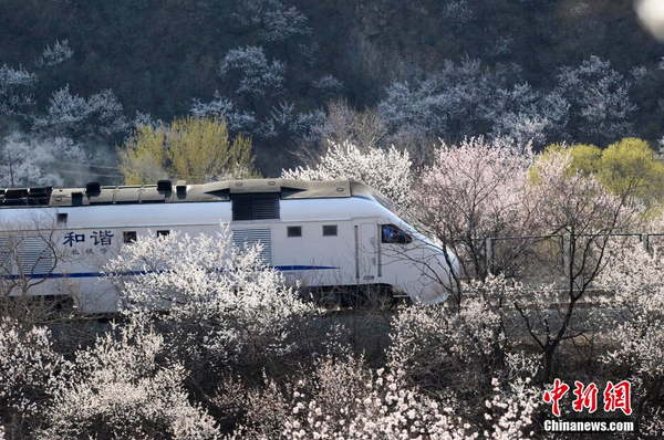 和諧號(hào)列車穿越居庸關(guān)花海 被贊開(kāi)往春天的列車4