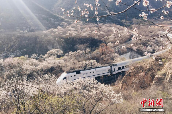 和諧號(hào)列車穿越居庸關(guān)花海 被贊開(kāi)往春天的列車2