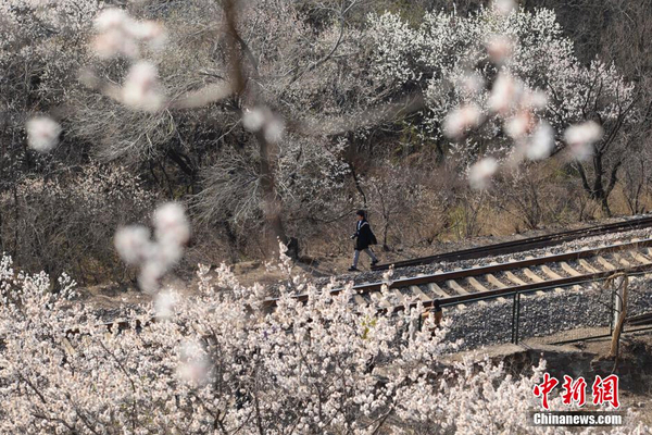 和諧號(hào)列車穿越居庸關(guān)花海 被贊開(kāi)往春天的列車7