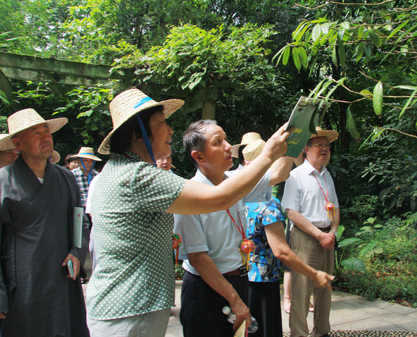 在廣西藥用植物園，考察組成員見(jiàn)到了被稱(chēng)為“植物界大熊貓”的金花茶