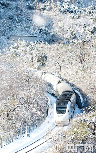 S2列車如一條銀蛇，穿梭于寂靜的深谷，沿途積雪千樹萬樹猶如梨花盛開，時(shí)間宛若凝固。