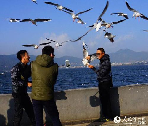 　掙扎的海鷗