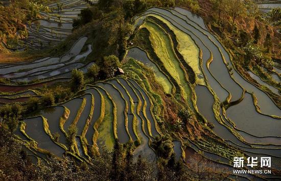 這是云南省紅河州元陽縣的哈尼梯田美景（1月11日攝）。