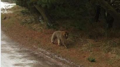 丹麥一只狒狒逃離動(dòng)物園在城鎮(zhèn)游蕩警方追捕（圖）