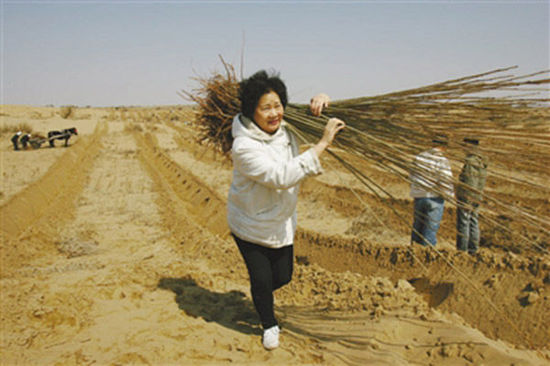 由于車子無法進(jìn)入沙漠，樹苗必須肩扛，年逾花甲的易解放每次都會帶頭參與。