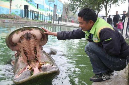 河馬主動(dòng)求飼養(yǎng)員剔牙