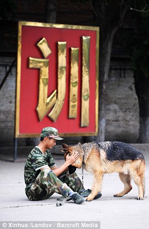 警犬排隊(duì)等吃飯網(wǎng)絡(luò)走紅(圖) 盤點(diǎn)中國警犬的犬種