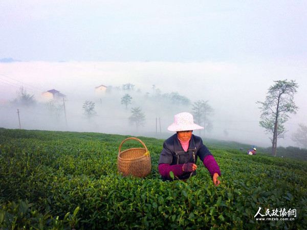 茶園里，茶農正在采茶 呂躍兵 攝