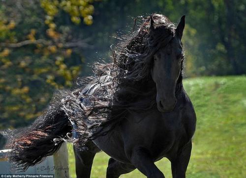 這匹馬屬于位于美國歐扎克山脈的Pinnacle Friesians，在社交媒體臉書主頁上它已經(jīng)擁有了超過12500位粉絲。