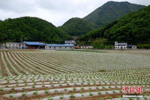 資料圖。劉洪進 攝