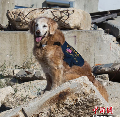 當?shù)貢r間6月7日，美國，911事件已經(jīng)過去15年，當初做出重大貢獻的搜救犬，如今也只有最后一只叫Bretagne的大金毛還在世了。然而，它已經(jīng)16歲了，得了腎衰竭，并且已經(jīng)停止進食，當天在德州獸醫(yī)醫(yī)院，它被進行了安樂死。圖為Bretagne身位搜救犬時的英姿。（資料圖）