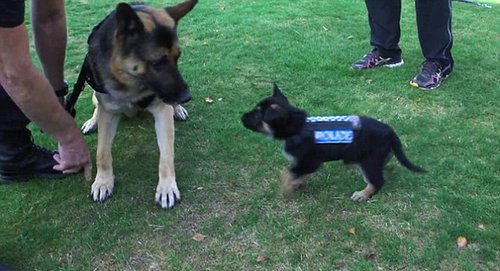 新西蘭警犬試穿新款防刺背心的視頻曝光。