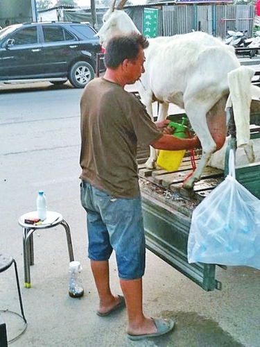  奶羊撒尿、拉屎都在三輪車(chē)斗里進(jìn)行，衛(wèi)生狀況讓人擔(dān)憂(yōu)。