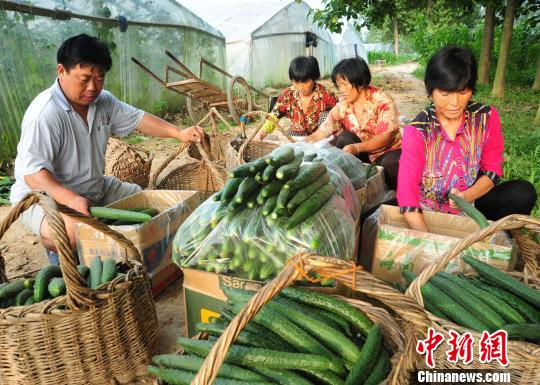 付天軍和聘用的殘友們一起將剛采摘的新鮮黃瓜包裝好?！『闈?攝