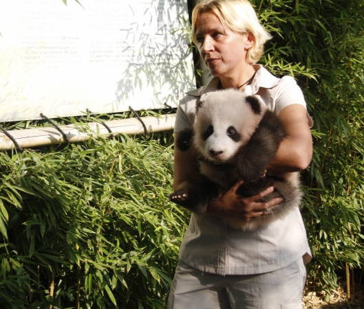 9月15日，在比利時布呂熱萊特的天堂動物園，工作人員抱著大熊貓寶寶“天寶”出席取名儀式。