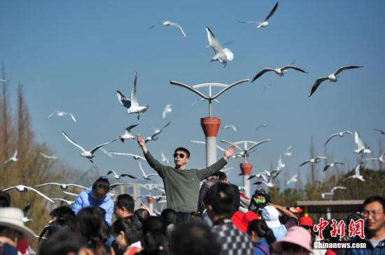 2月4日，春節(jié)長假剛剛結(jié)束，仍然有大批游客聚集到昆明滇池邊，觀鷗喂鷗，與紅嘴鷗一起共享昆明暖陽和藍(lán)天。<a target='_blank' href='http://www.chinanews.com/'>中新社</a>記者 任東 攝