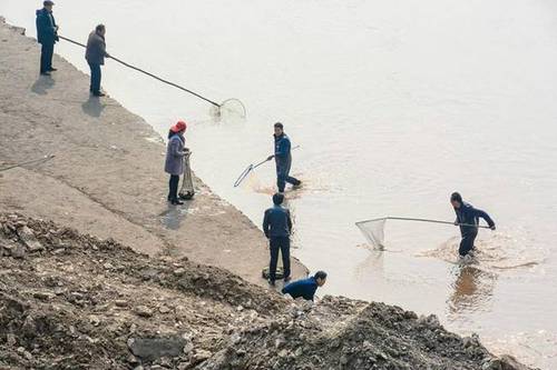 市民黃河岸邊放生鯉魚(yú) 后腳便被人撈走售賣(mài)(組圖)