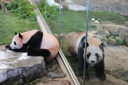 這是6月4日在日本和歌山縣白浜野生動物園拍攝的大熊貓“陽浜”(左)和“海浜”。(新華社記者方藝曉攝)