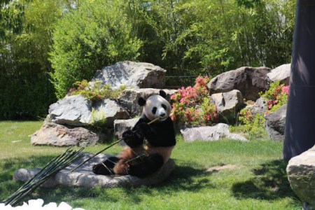 6月4日，在日本和歌山縣白浜野生動物園，大熊貓“優(yōu)浜”在送別儀式上啃竹子。(新華社記者方藝曉攝)